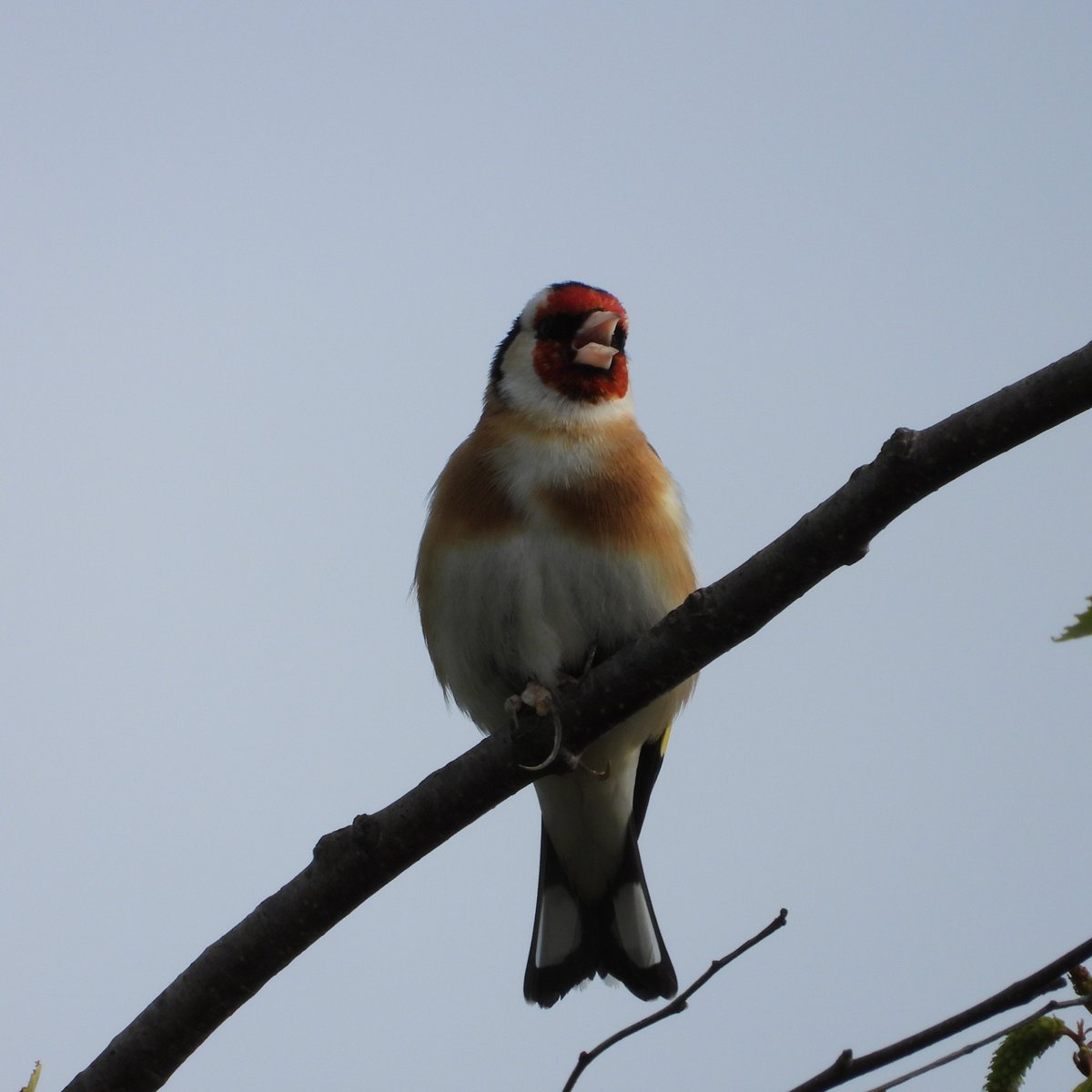 alanrevel's tweet image. A singing goldfinch

#nature #wildlife #birds #birdphotography #goldfinch