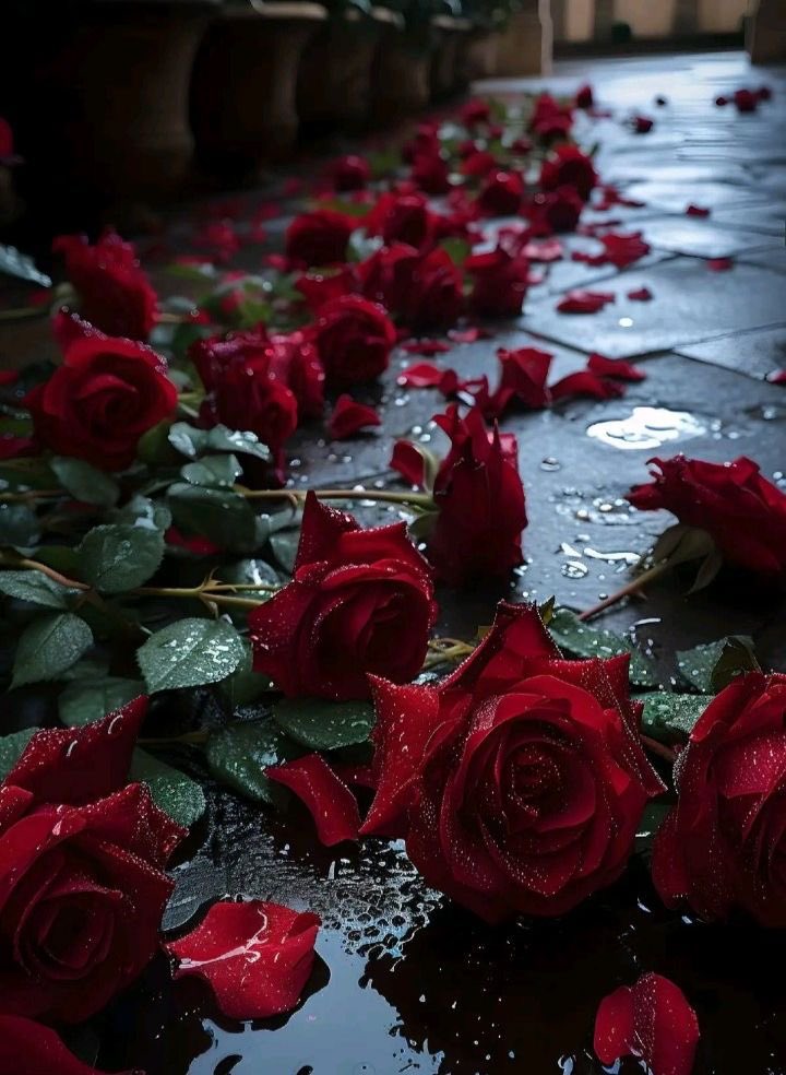 جودی tweet media