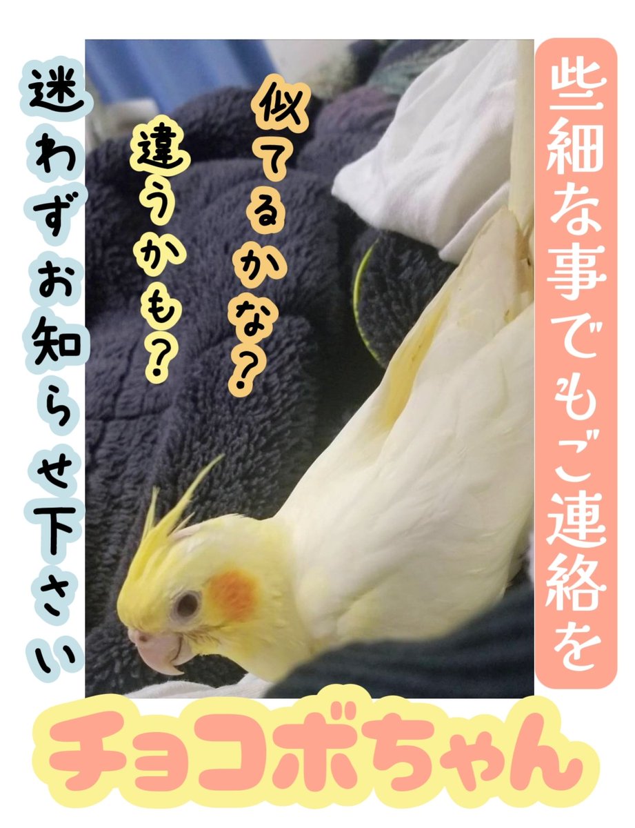 イチマツ tweet media