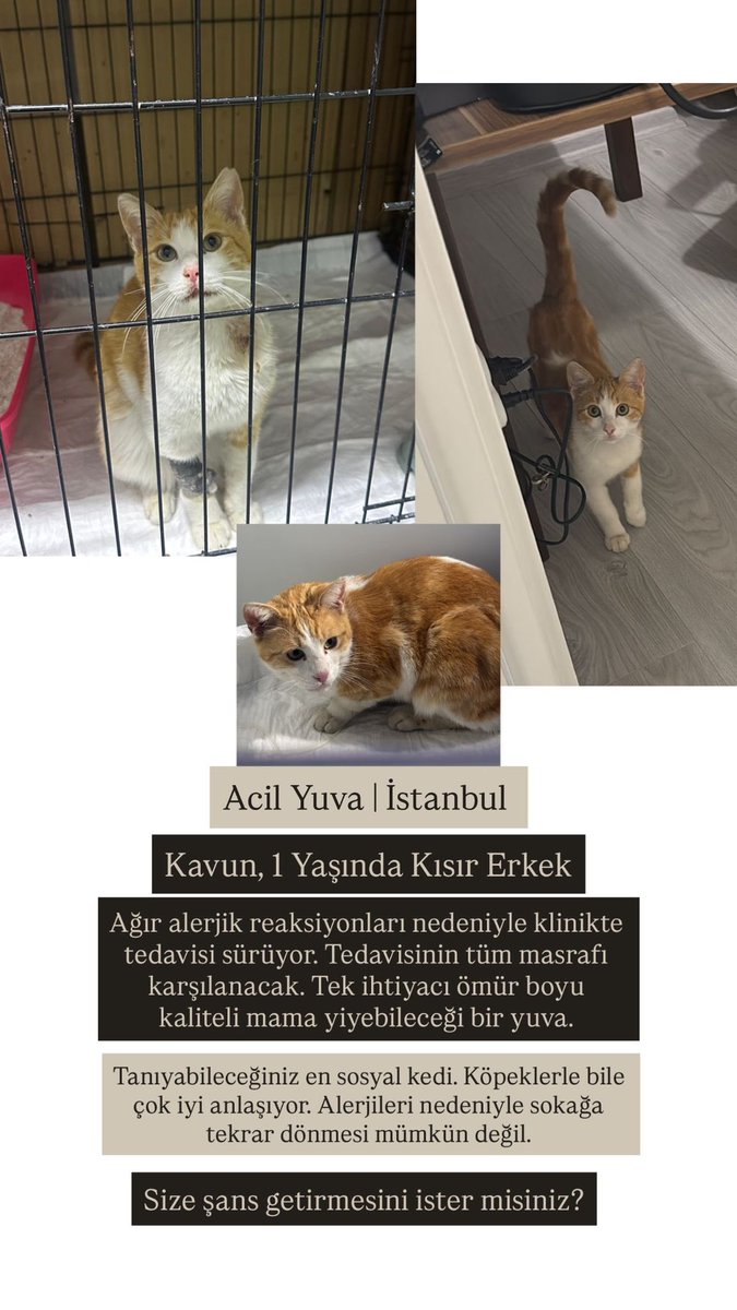 Beyaz Peynir(ama vegan) tweet media