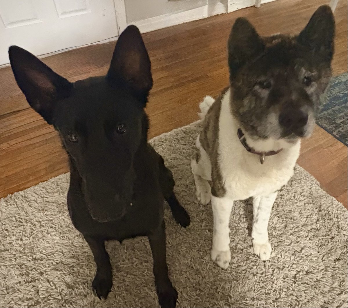 ChazDogs's tweet image. When darkness tries to seep in, shine your light of goodness.  #AllDogsGoToHeaven