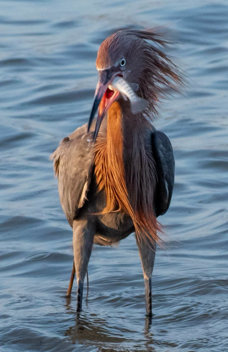 Kajonnes's tweet image. Bird pic of the day, Reddish Egret with dinner at Fort DeSoto in Saint Petersburg, Florida #Birds