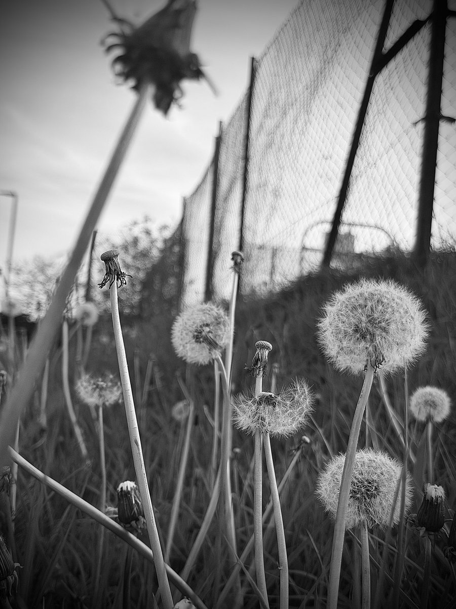 3violetMistyblu's tweet image. Even a humble dandelion can make a fantastic photograph 
#monochrome