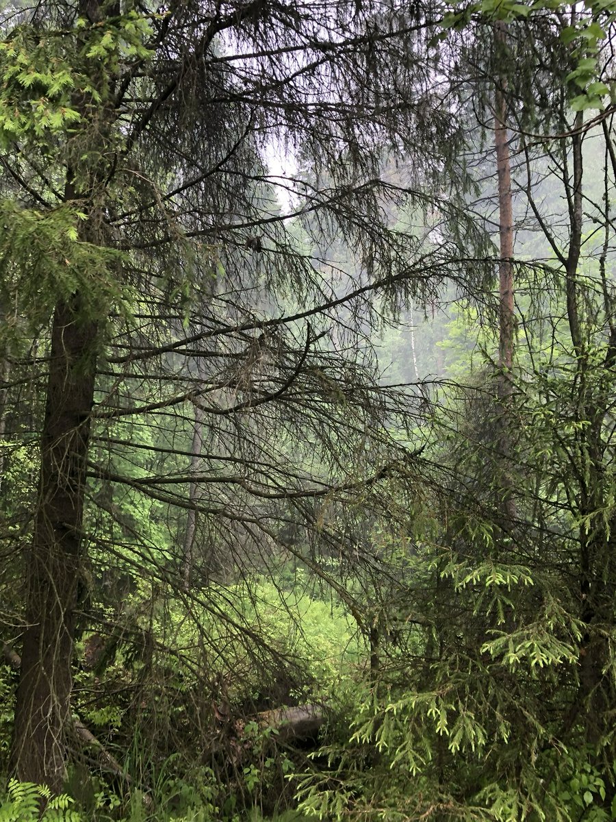 Marchelo tweet media