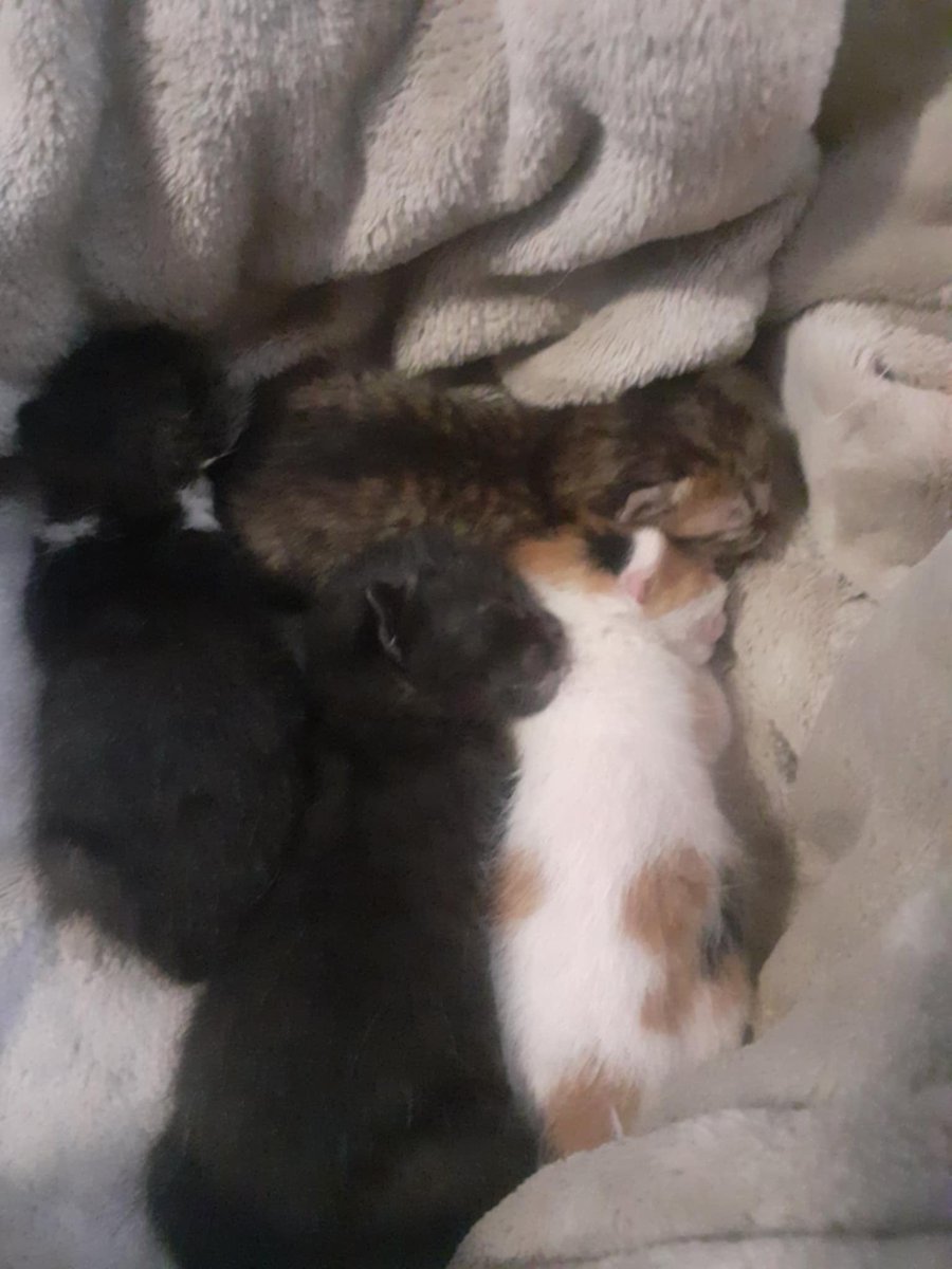 elina mpounia tweet media