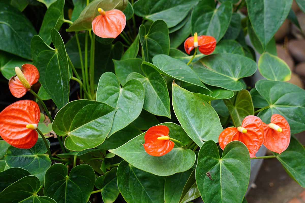 Gardeners_Path_'s tweet image. How to Propagate Anthurium Plants from Seed - You can propagate anthuriums with fresh seeds from your plant's flowers. Find tips for hand-pollinating the blooms and sowing the seeds on Gardener's Path. #houseplants #gardeningtips #gardening #anthurium gardenerspath.com/plants/housepl…