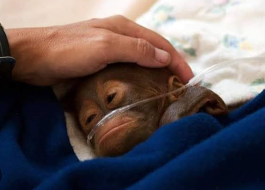 saldanhitos no 🦋 (@saldanhitos) on Twitter photo 