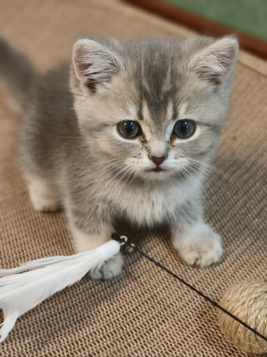 Daniel Lambertz tweet media