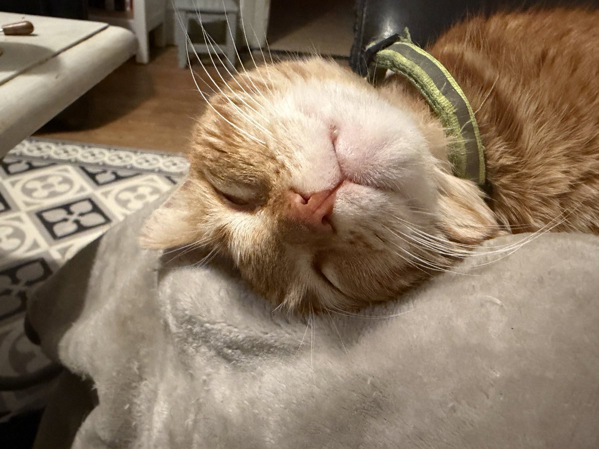 et_spirou's tweet photo. @ortilys Ke cé moa Spirou 😹 https://t.co/KCBcw2BVbL