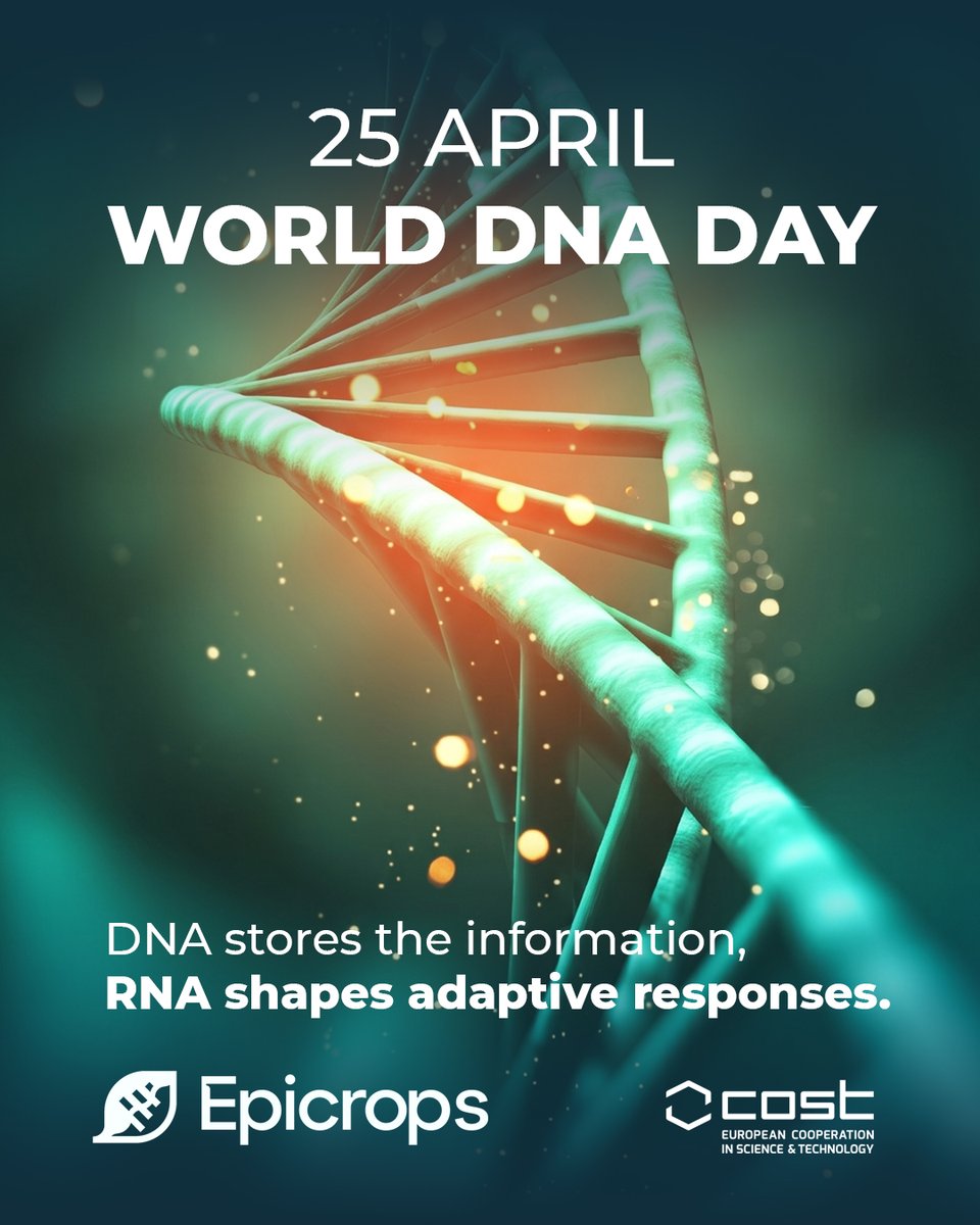 epicrops's tweet image. 🧬 #WorldDNADay

DNA stores the information,
RNA shapes adaptive responses.
EPICROPS COST Action: advancing knowledge on how plants adapt to changing environments 🌱 @COSTprogramme 

#DNA #RNA #Epigenetics #PlantScience