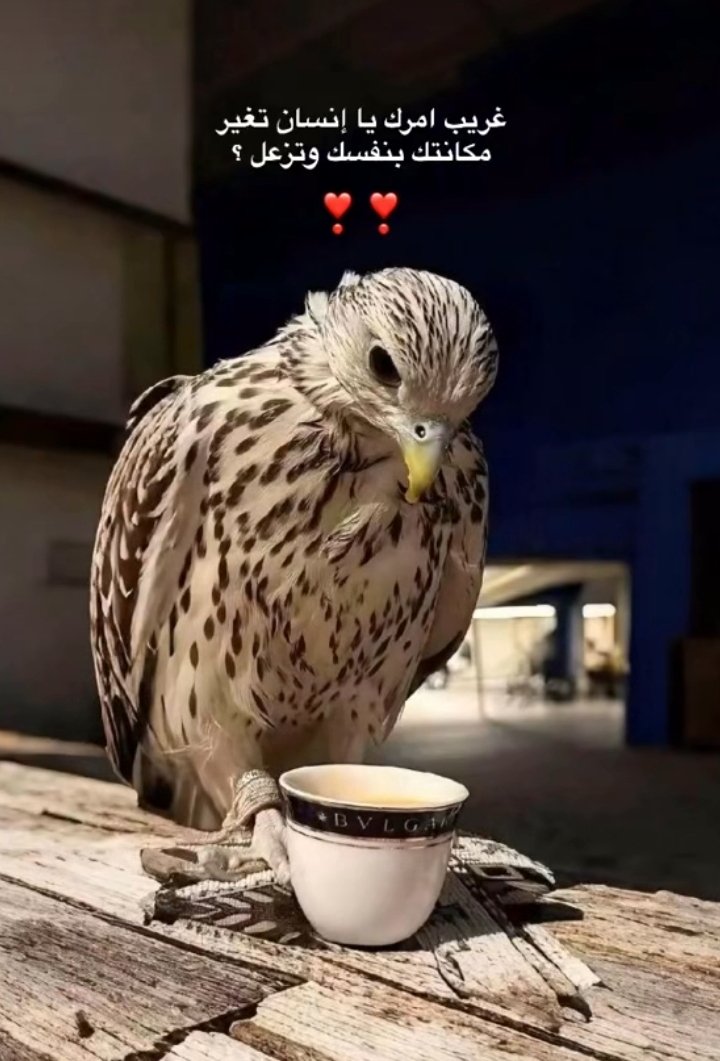 تركي عبدالله الدهاسي 🇸🇦MBS tweet media