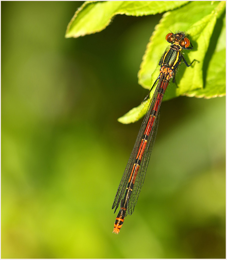 MarcHeathym007's tweet photo. Male Blue tailed and female Large Red Damselfly from Westbere Lakes, Kent today. NEW photos @ https://t.co/bnXehMI97W. @BDSdragonflies @Britnatureguide @BBCSpringwatch #KentDragonflies #TeamDragonfly https://t.co/RzU6FikvzJ