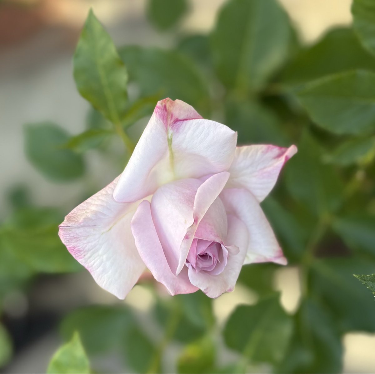 もと子 tweet media