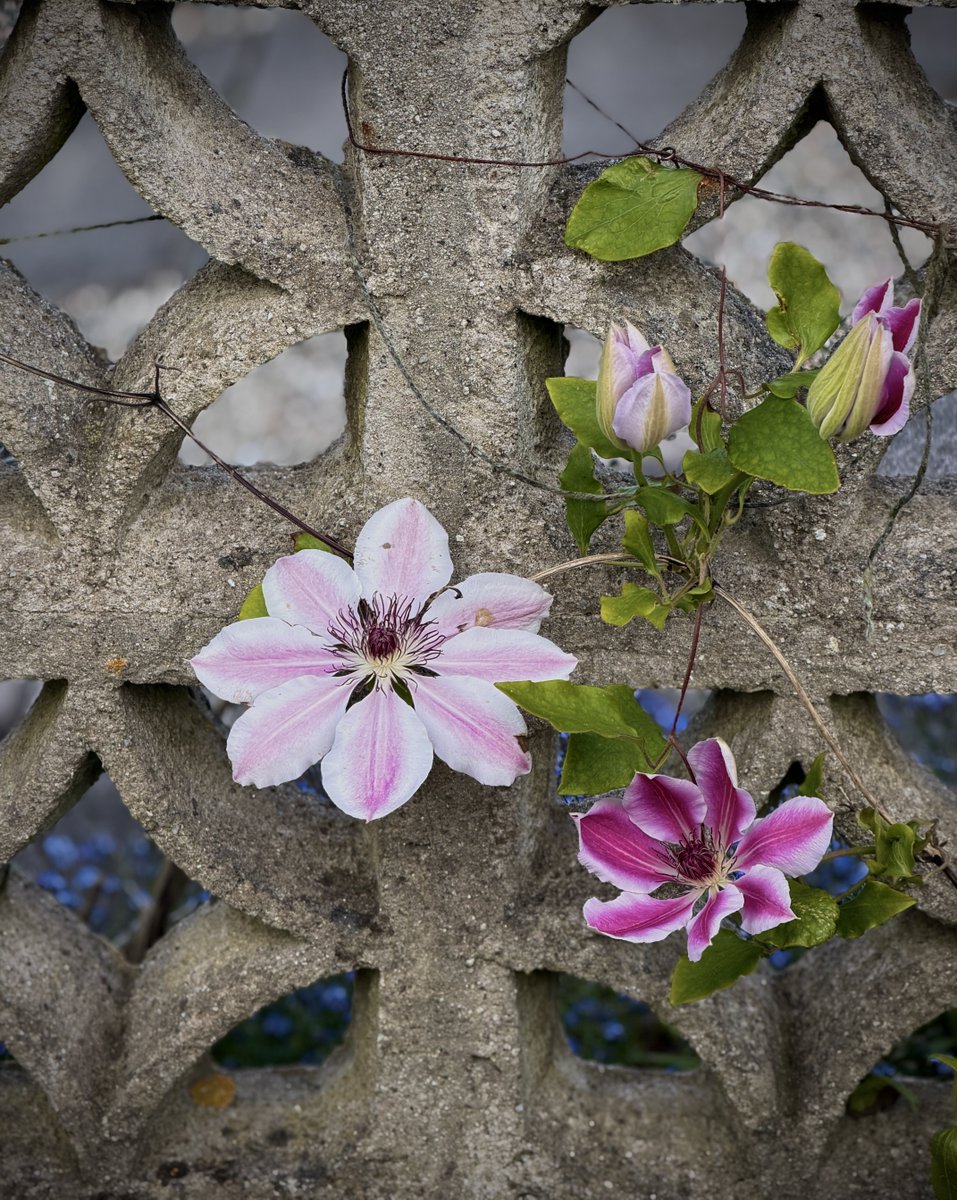 💜VioletMistyBlu💜 tweet media