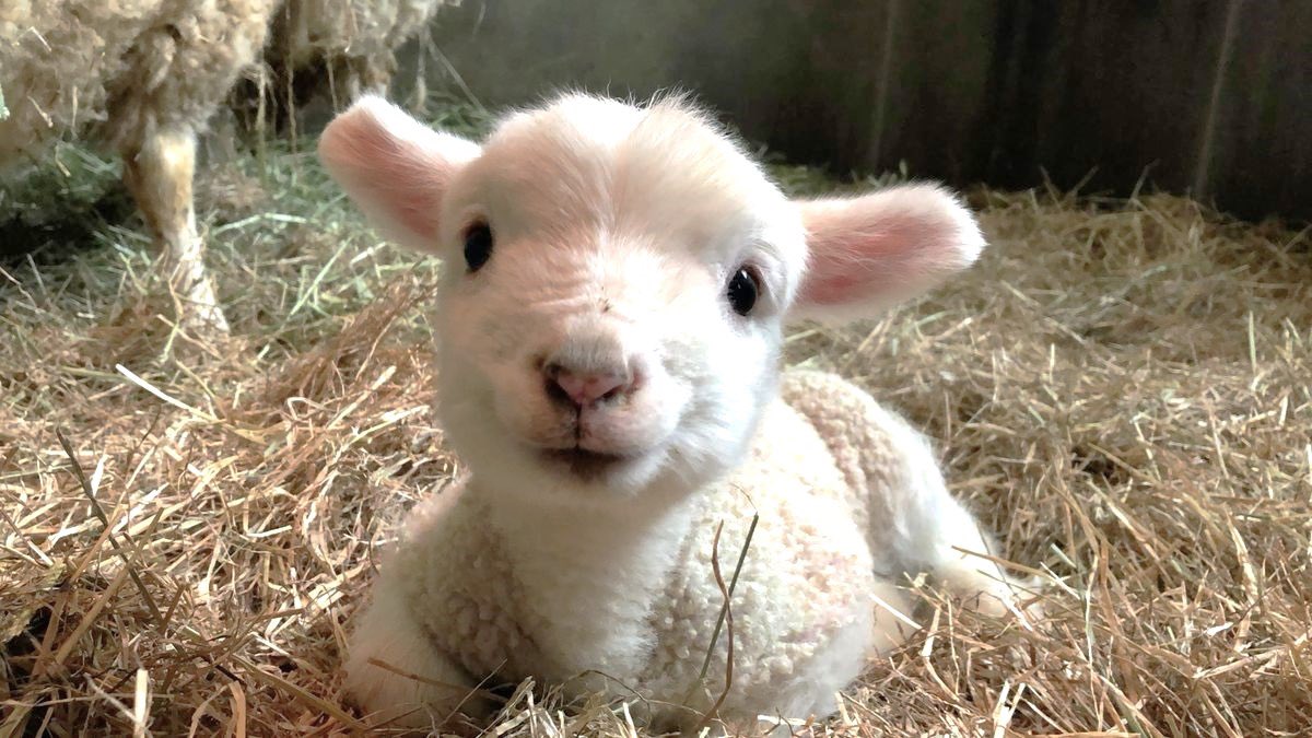 ˚ʚ♡ɞ˚ tweet media