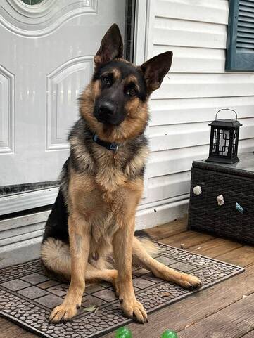 dictionarypod's tweet image. The #germanshepherd is ready to listen. 

#wordoftheday #dictionary #wordnerd #edutainment @spejampar