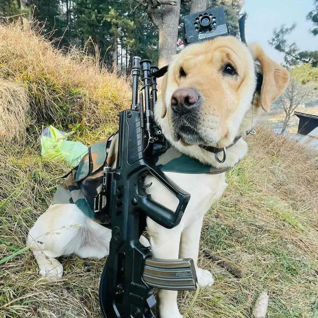 INTEL-24 tweet media