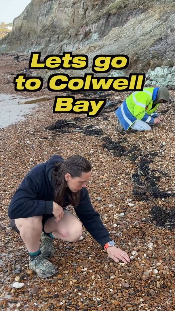 UKGE's tweet image. Produced some nice finds #shells #ukfossils #paleo #pov #ancient instagr.am/p/DXkJdNmDS2R/