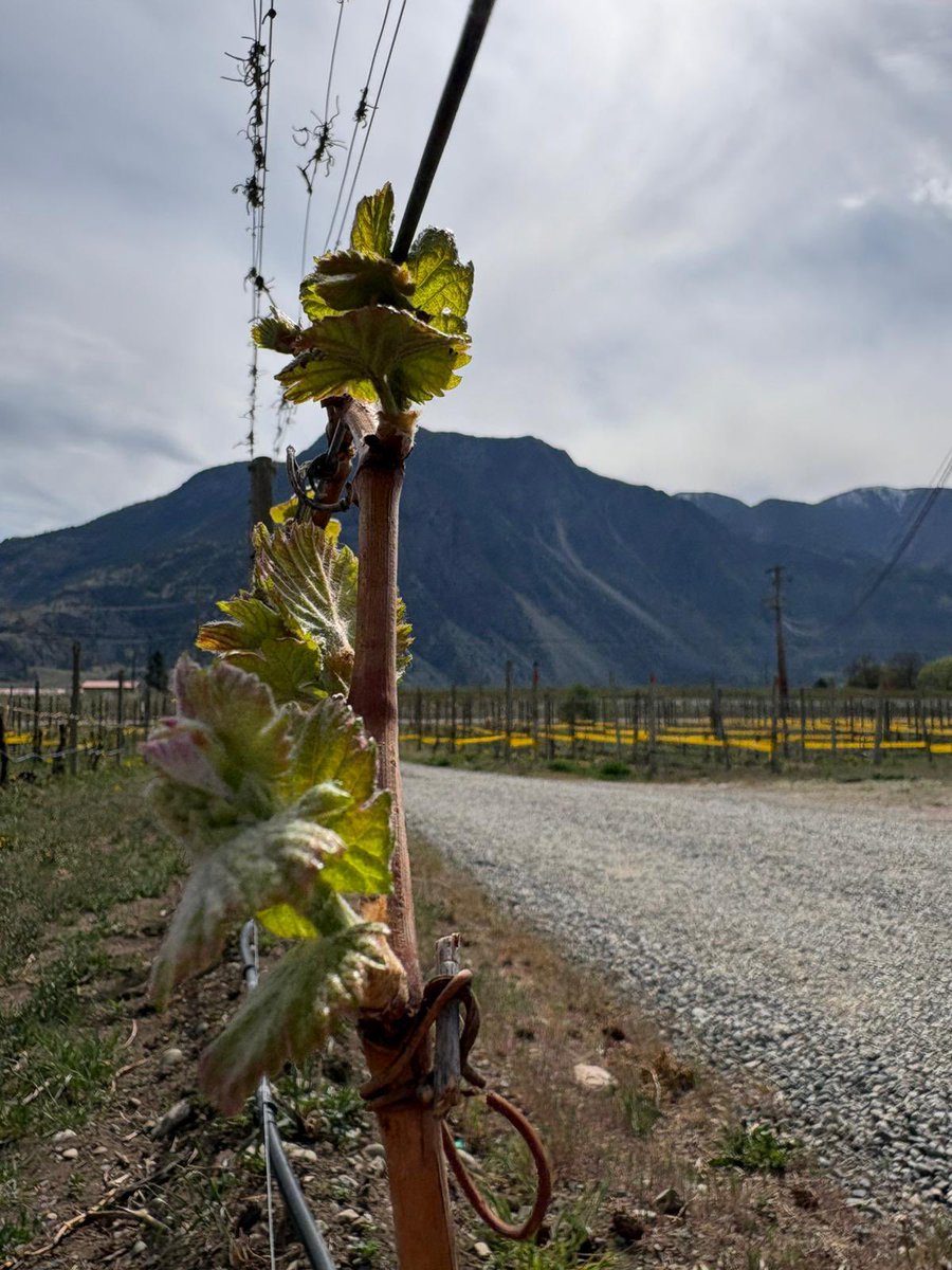 Clos du Soleil tweet media