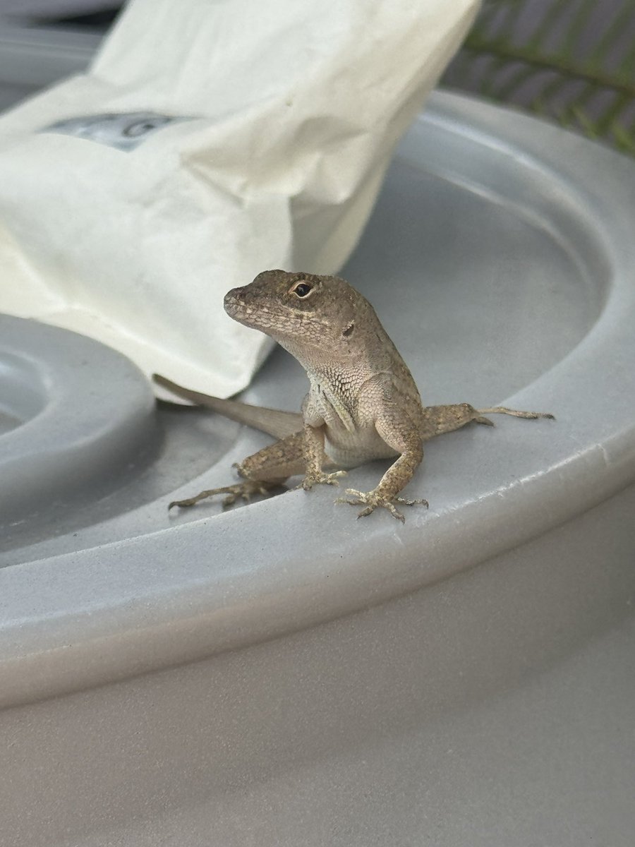 kage1570's tweet photo. これうちの庭に居たトカゲ🦎なんだけど何トカゲなんだろうね！だれか分かる人居たらコメントで教えてれい���よろしく！🫡

#���
#蜥蜴
#トカゲ🦎
#動物 https://t.co/j8z7O4EXns