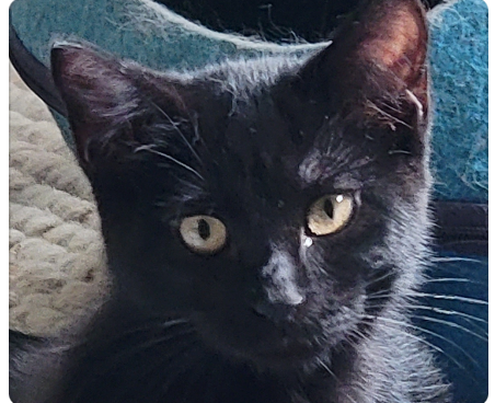 Olivia, Gracie Purrl, Salvy, and Luna tweet media