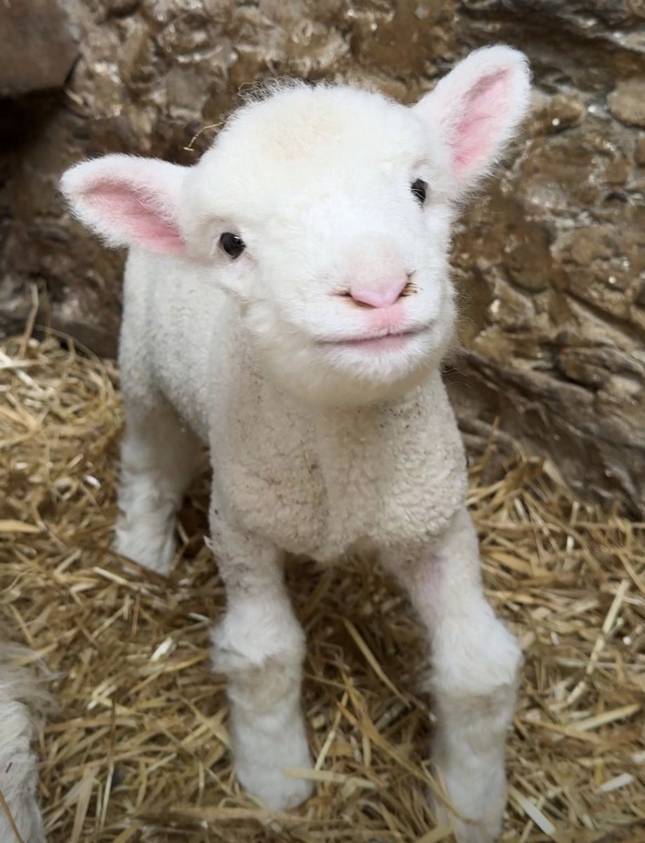 ᡣ𐭩 selina¹ ¹² ⁸¹ tweet media