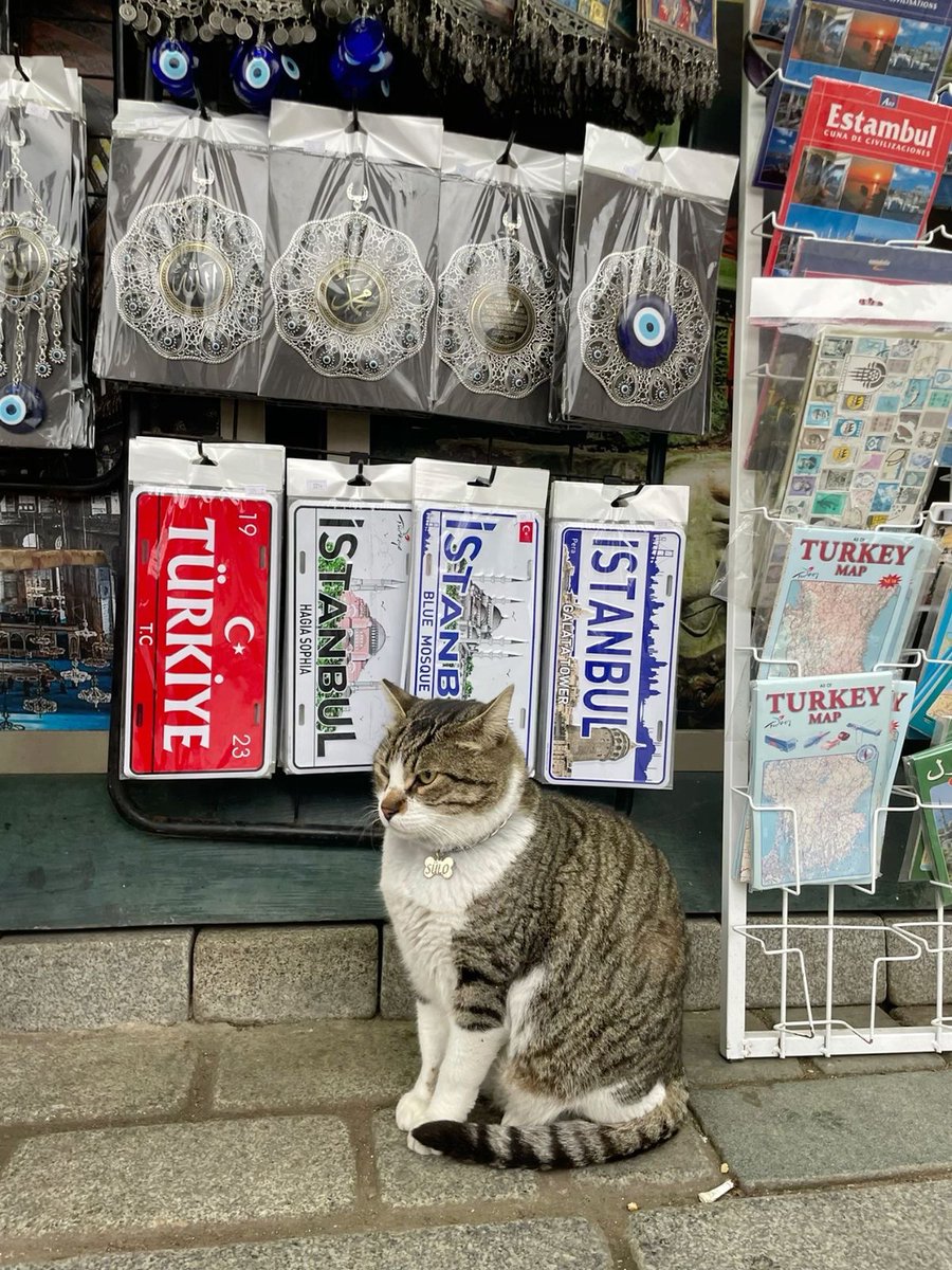No Cats No Life tweet media