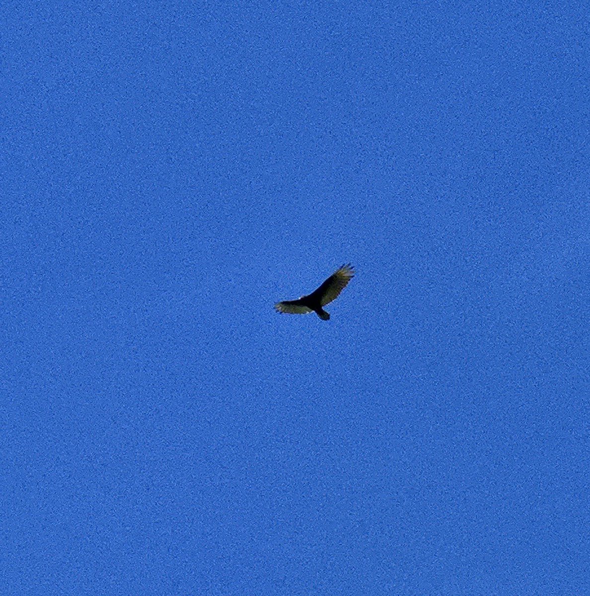 CowboyX™ 🥃🦅🇺🇲 tweet media