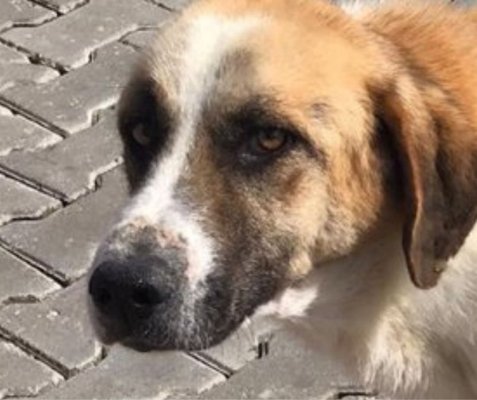 Dog Desk Animal Action tweet media