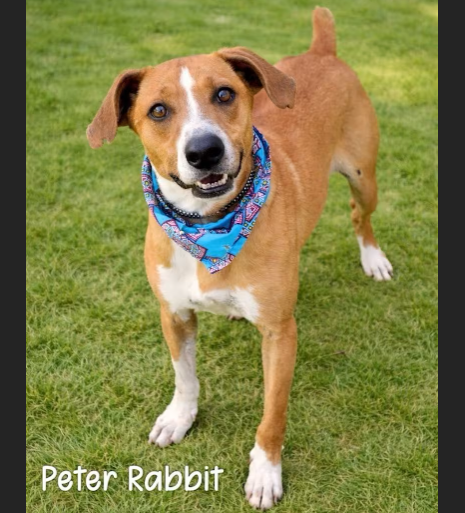 HollywoodDogs's tweet photo. At an overcrowded shelter in #Gautier, #MS, Peter Rabbit-- a 6-year-old Hound mix who is "gentle, loving and eager to connect with people" -- needs a forever home, a foster home, or rescue https://t.co/uj0U4P8KMy #URGENT #Hound #AdoptableDogofDay 🐶 https://t.co/dP9o3HobEv