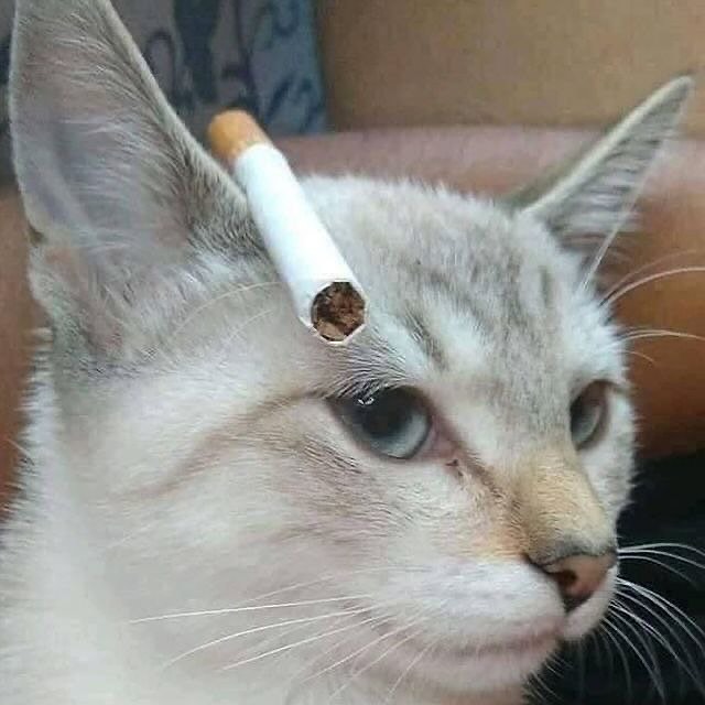 Punch Cat tweet media