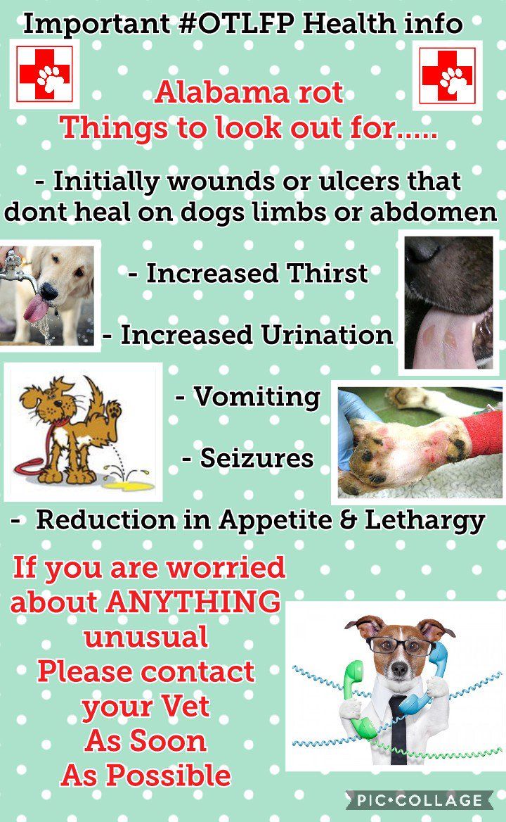 MillieOTLFP's tweet photo. Have you heard of Alabama rot?
Its worldwide&It is not nice! So get your humans to watch out for it!
We have put together some posters to help everyone stay safe.
#AlabamaRot is in the #UK & #USA So stay safe everyone. If in doubt see your Vet #OTLFP @OffTheLeashFP https://t.co/XHODgGsHxm