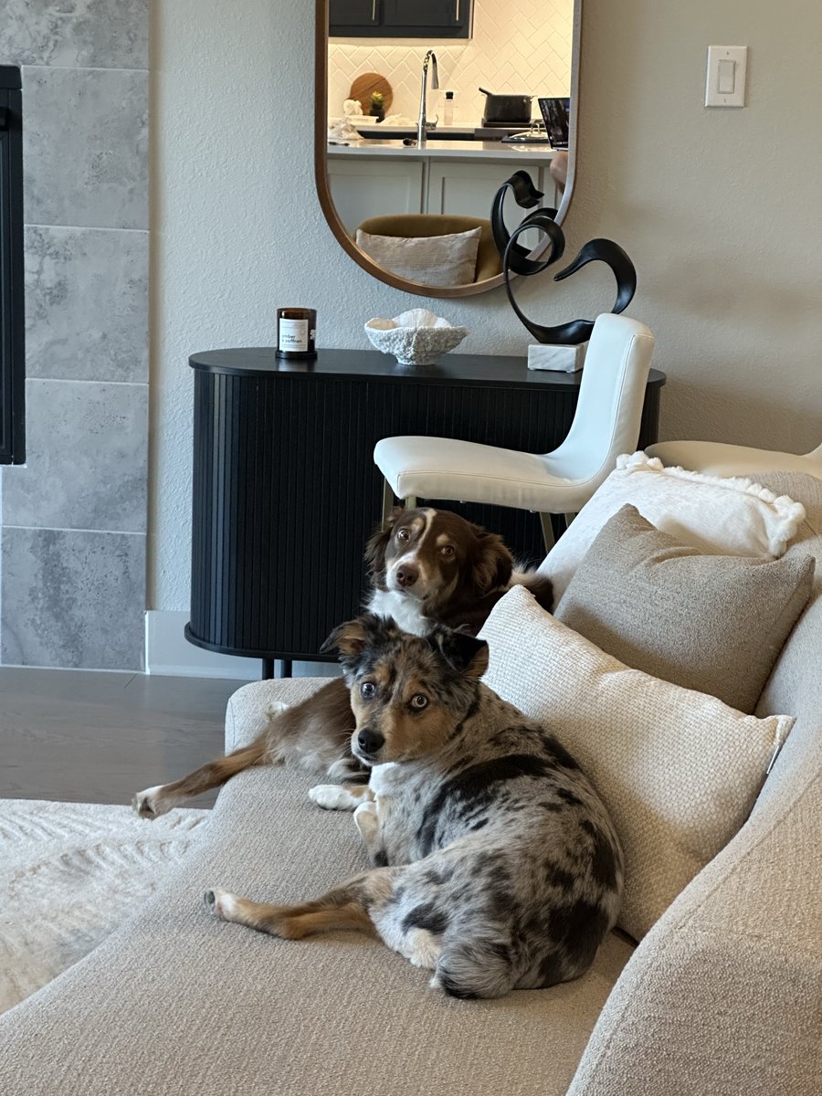 Ray2090's tweet photo. @DragonflyJonez Mini Aussies are the best, will make you laugh like crazy, handful is huge understatement even more so as a puppy, don’t be surprised if you end up with a second one to even it out like we did!! https://t.co/AzYPNB3jjY