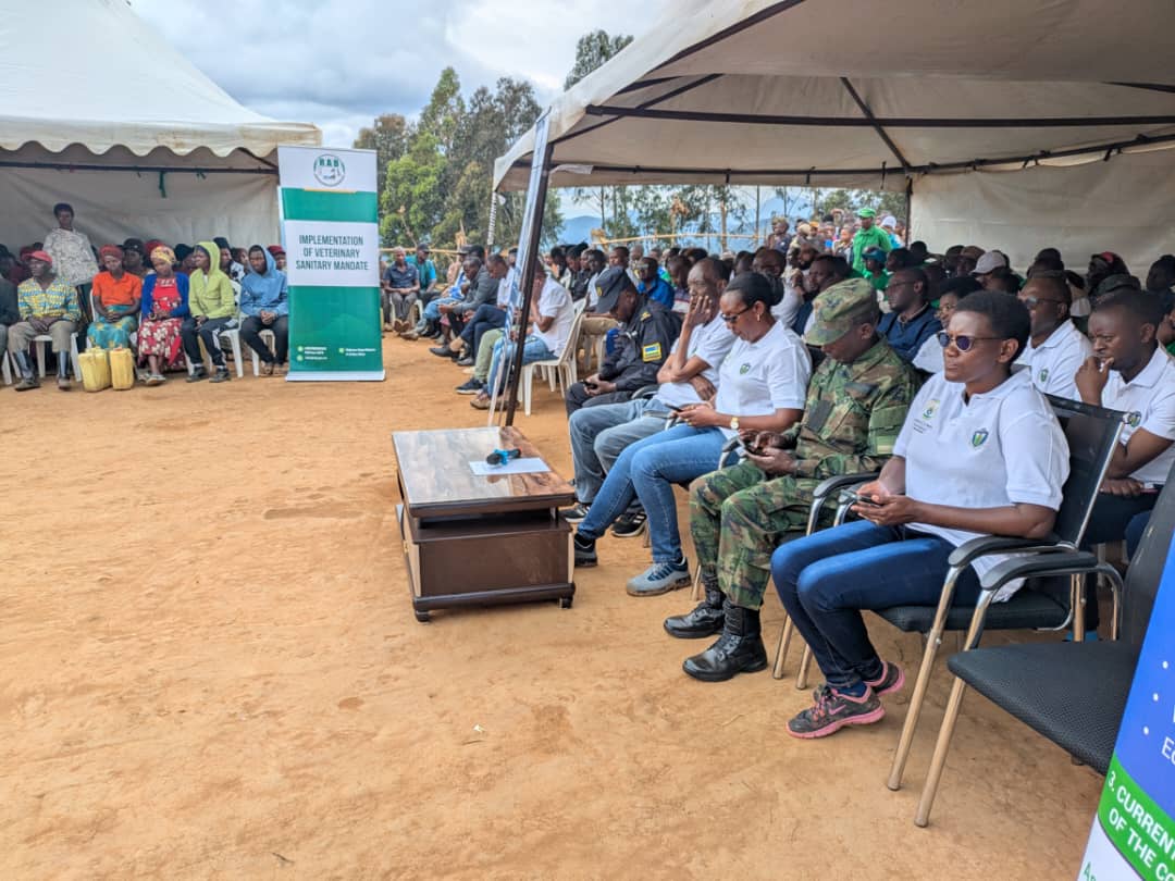 RwandaVets1's tweet photo. 1/3

Today, RCVD Leadership, veterinary practitioners, Veterinary Sanitary Mandate companies, stakeholders in animal resources development and farmers joined the @rulindodistrict community to mark World Veterinary Day 2026.@RwandaAgri @RwandaAgriBoard 
@HeiferRwanda @IFAD @WOAH https://t.co/rb0A5aRNtm