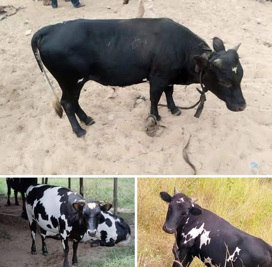 Vivian Ifeoma tweet media