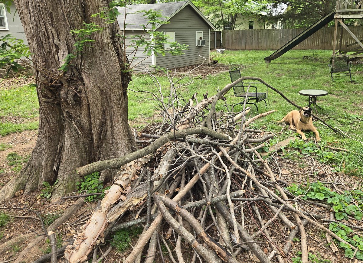 TheCajunSloth's tweet photo. Because of an agreement worked out with his attorney (@AmyTrask), on brush pile burning day I am required to let Eddie have his choice(s) of sticks, give him an effusive ear scratching and tell him he is the best boy. https://t.co/K0DohNO46q