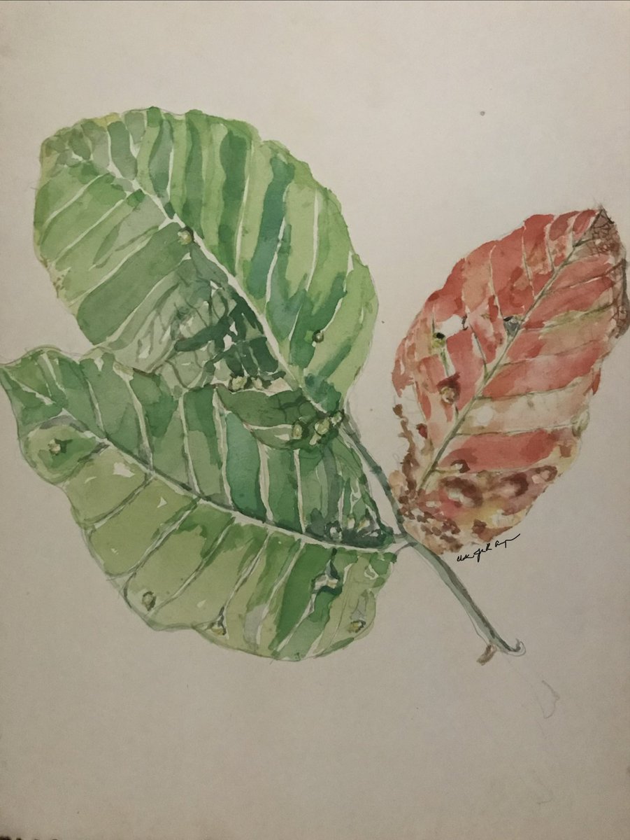 CCumagun's tweet photo. Santol leaf galls are warty, bumpy growths caused by mites. It is a tropical fruit known in English as cotton fruit or wild mangosteen. https://t.co/bQ93PHjtd4