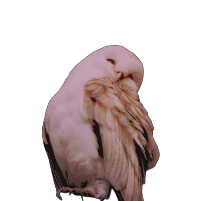 lostbirdintc's tweet photo. https://t.co/86PiwCYqlF