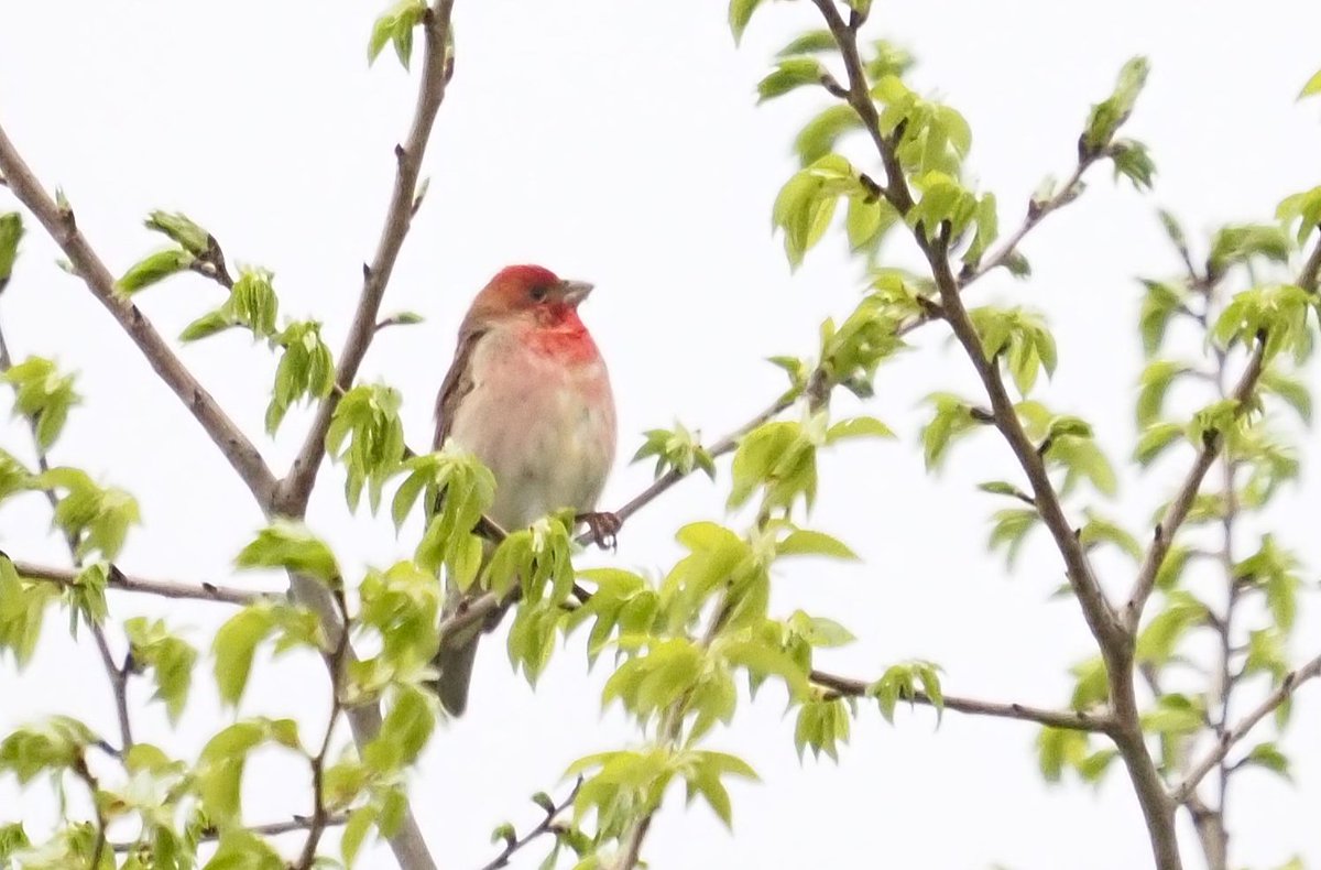BCNbirding's tweet image. Armenia &amp;amp; Georgia 5/8. With the road to Stepandsminda closed due to snowfalls, we had time to enjoy the wealth of migration around the road. At the end, 35+ Red-breasted Flycatchers, several Thrush Nightingales, Roller, Turtle Dove, Lesser Spotted Eagles, Common Rosefinch..#birds