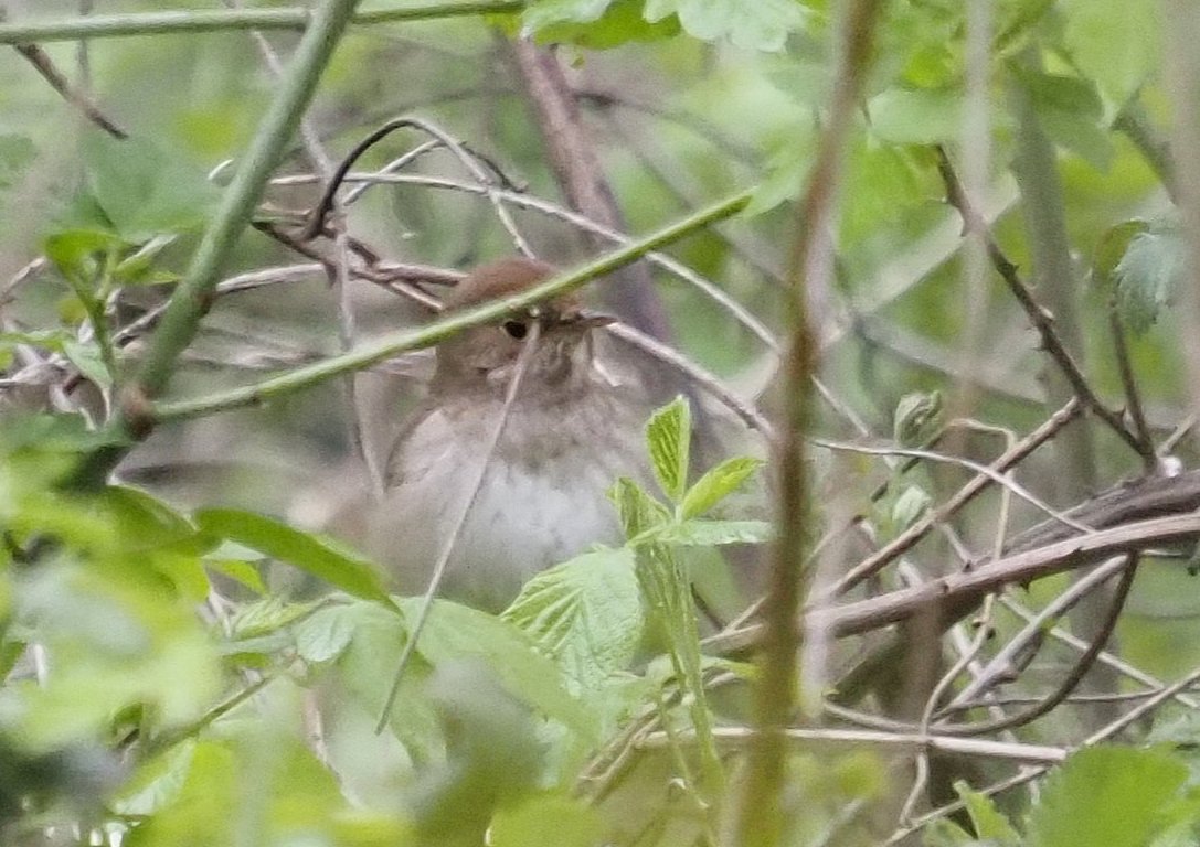 BCNbirding's tweet image. Armenia &amp;amp; Georgia 5/8. With the road to Stepandsminda closed due to snowfalls, we had time to enjoy the wealth of migration around the road. At the end, 35+ Red-breasted Flycatchers, several Thrush Nightingales, Roller, Turtle Dove, Lesser Spotted Eagles, Common Rosefinch..#birds