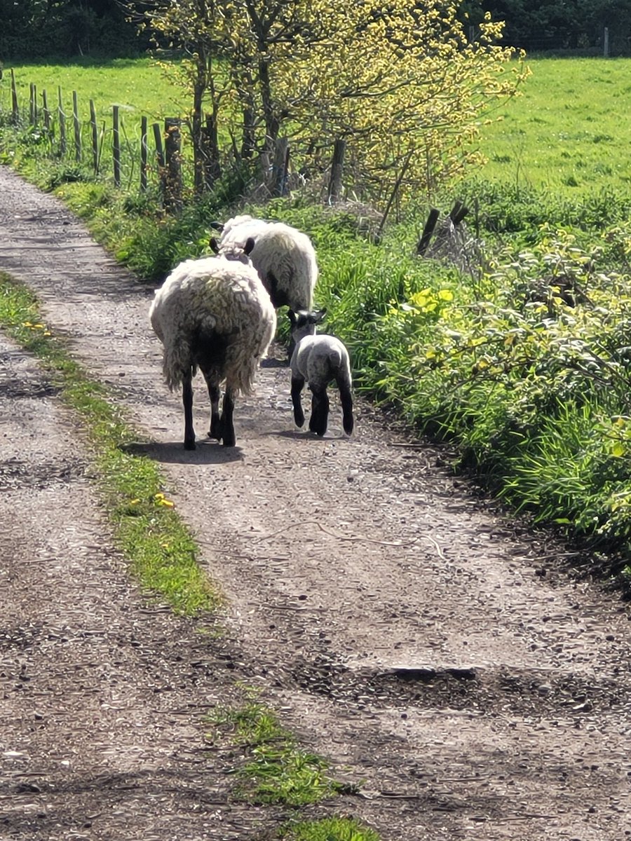 johnmowl's tweet photo. @nkh12349 From this morning's walk down the lane in my home village....🌞 https://t.co/uZWWCB3UQ4