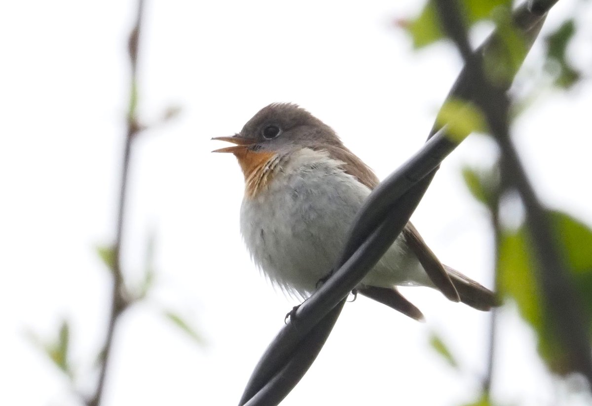 BCNbirding's tweet image. Armenia &amp;amp; Georgia 5/8. With the road to Stepandsminda closed due to snowfalls, we had time to enjoy the wealth of migration around the road. At the end, 35+ Red-breasted Flycatchers, several Thrush Nightingales, Roller, Turtle Dove, Lesser Spotted Eagles, Common Rosefinch..#birds
