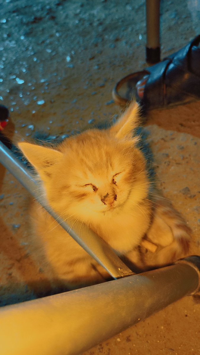 𝘼𝙝𝙞𝙡 tweet media