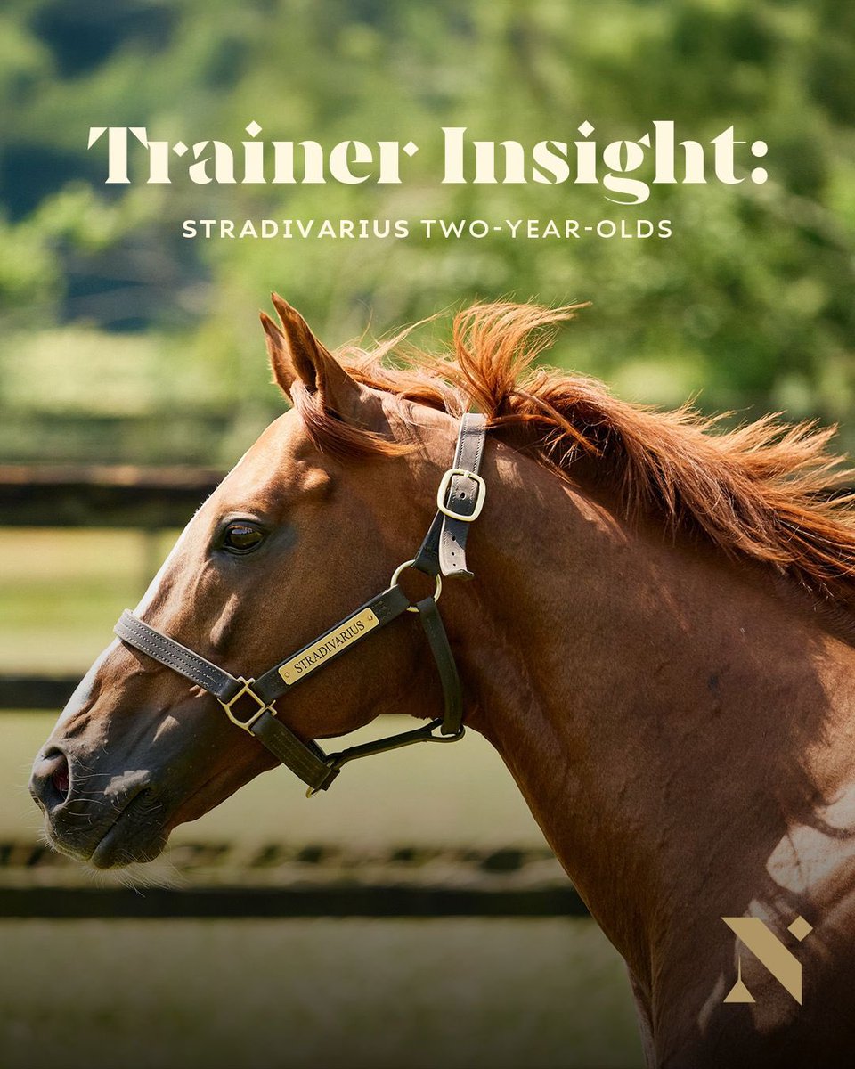 NatStudStallion's tweet image. The first two-year-olds by Stradivarius are already making a strong impression on their trainers ✨

An exciting foundation is being laid for Stradivarius’ first crop! 

📸 Dubai Racing Club

#NationalStud #Stradivarius #NStallion