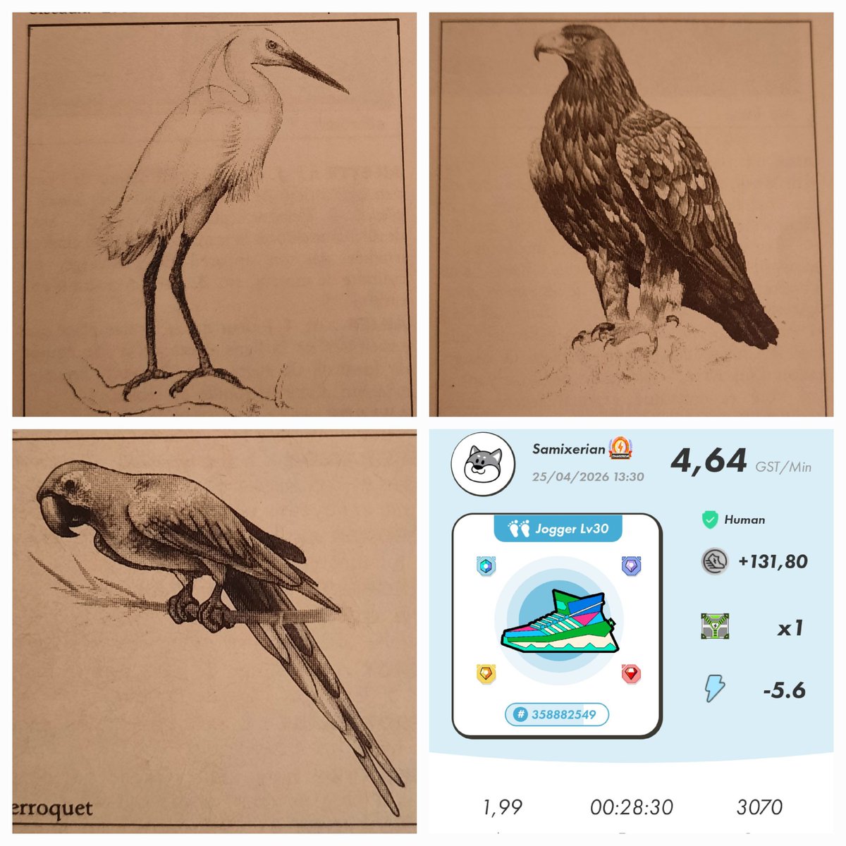 Samixerian's tweet image. #STEPN #StreetHunt #BIRDS 🐦