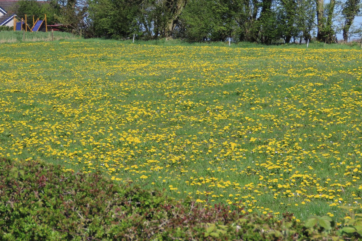 Donna Rainey tweet media