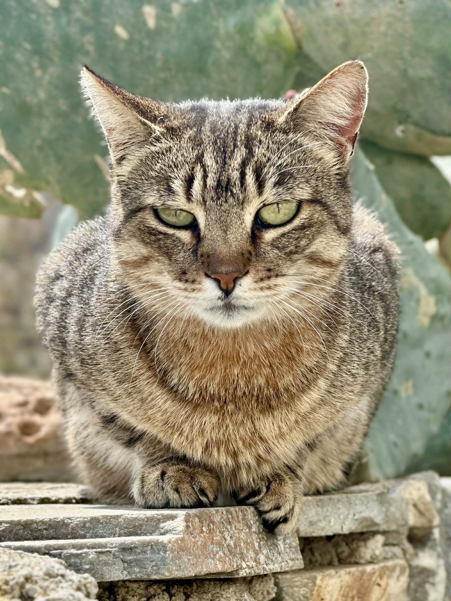 CatsofIraklia's tweet image. A close-up of Miracle, a shy eight-year-old spayed female who lives in the hilltop village cat colony on this tiny Greek island where we care for the Aegean #Cats
You can help the #cats by making a small donation to fund vital veterinary care &amp;amp; food. Purr!
gofundme.com/f/cats-of-irak…