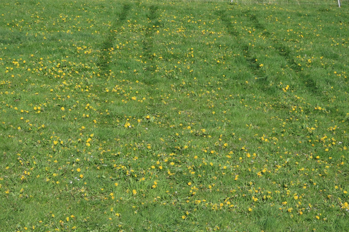 Donna Rainey tweet media