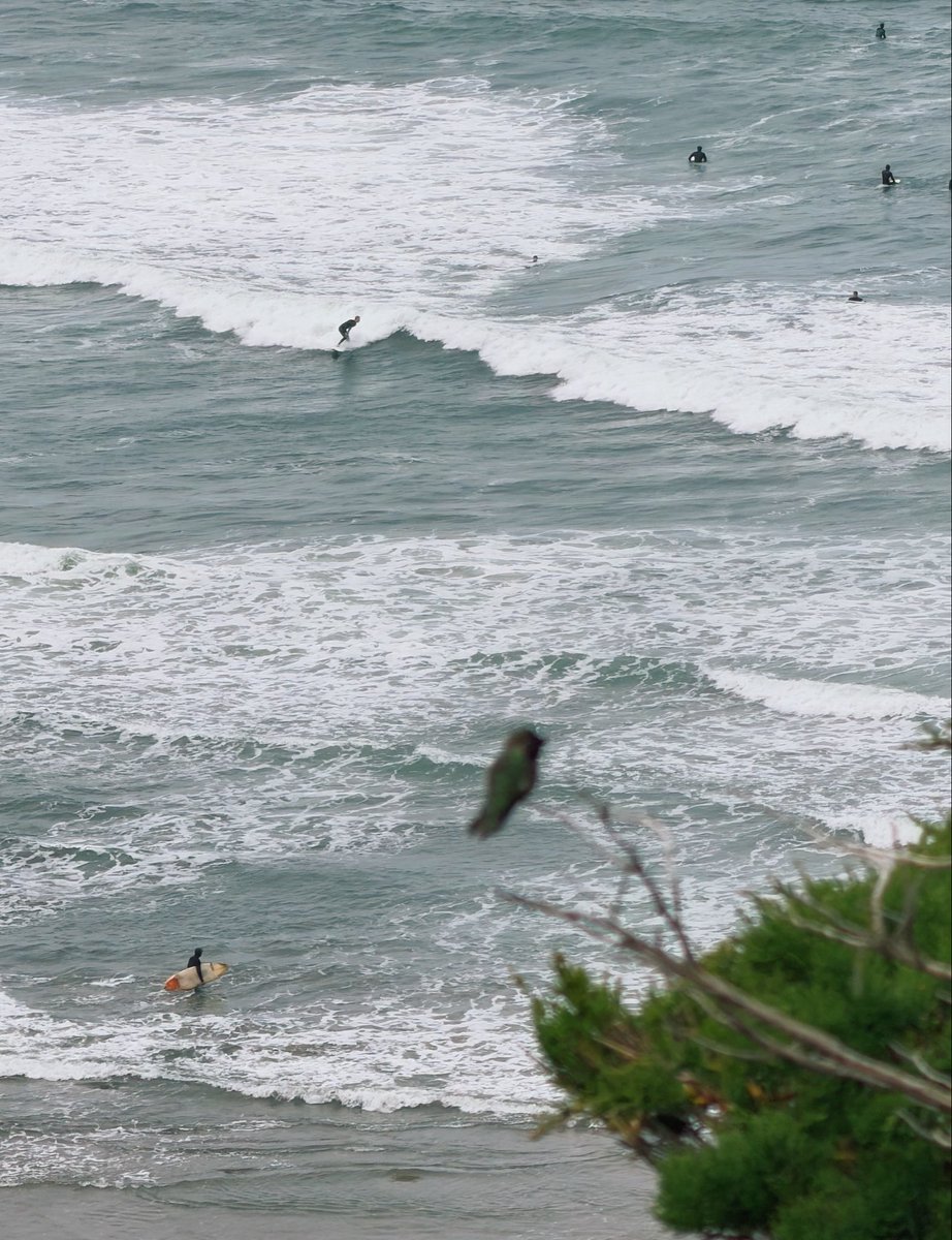 I wonder if birds get cognitive benefits from watching humans, I’ve seen this hummingbird watching surfers from the same branch almost every day this week