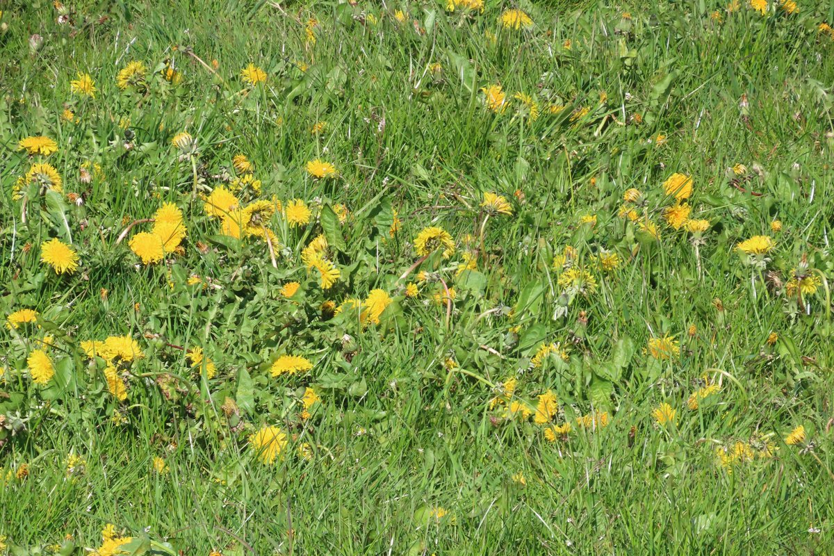 Donna Rainey tweet media